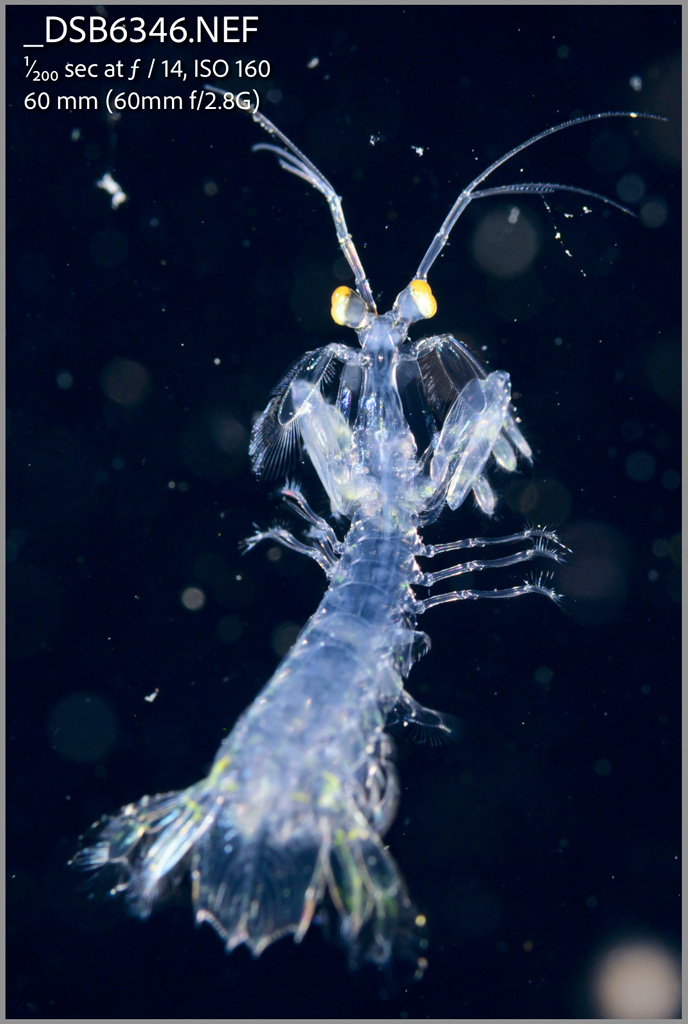 Original NEF in Lightroom