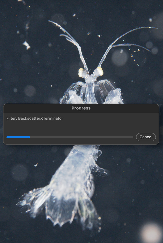 Editing the Raw File in Photoshop