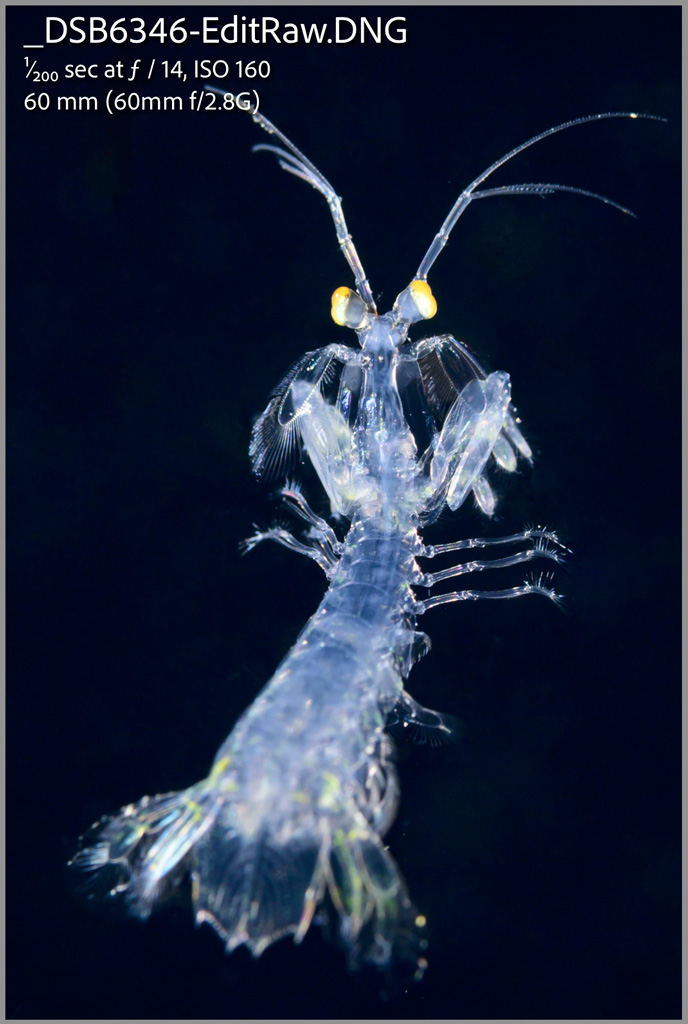 DNG back in Lightroom with edits